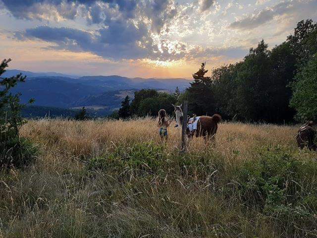 Lesgentillescanailles